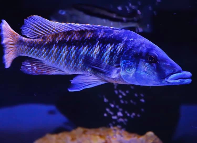 Lichnochromis acuticeps